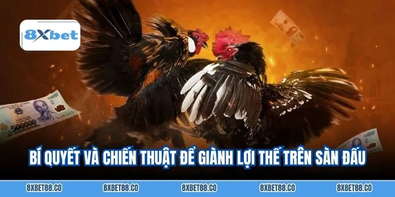 Bí quyết và chiến thuật để giành lợi thế trên sàn đấu