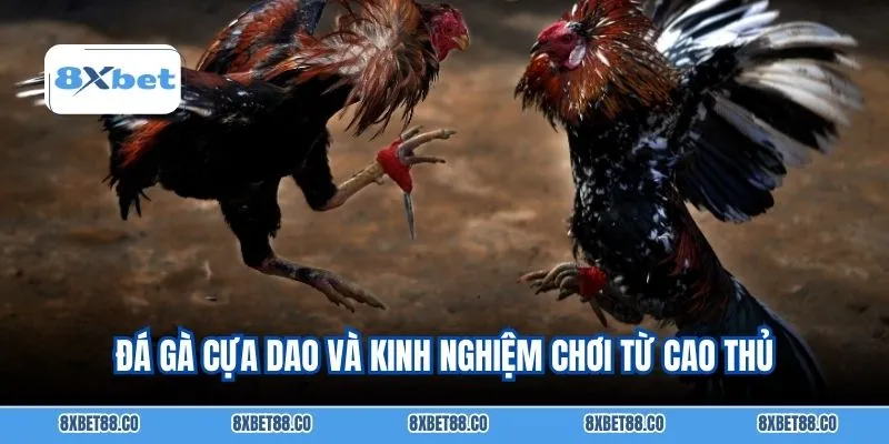 Đá gà cựa dao và kinh nghiệm chơi từ cao thủ