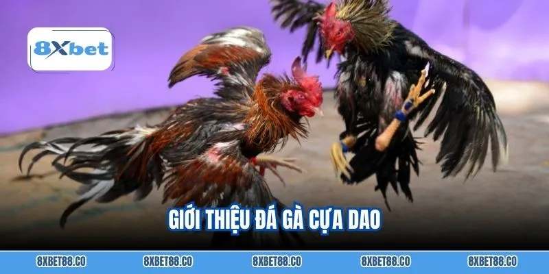 Giới thiệu đá gà cựa dao