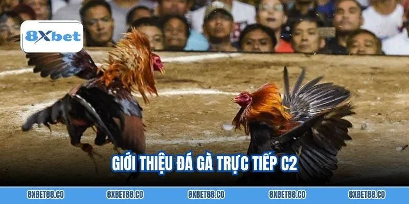 Giới thiệu đá gà trực tiếp C2