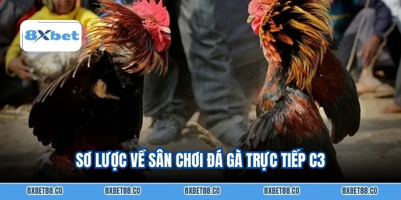 Sơ lược về sân chơi đá gà trực tiếp C3